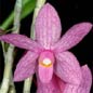 Famille des Orchidaceae