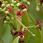 Famille des Santalaceae