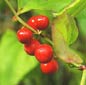 Famille des Smilacaceae