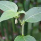Famille des Theligonaceae