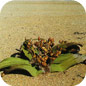 Famille des Welwitschiaceae